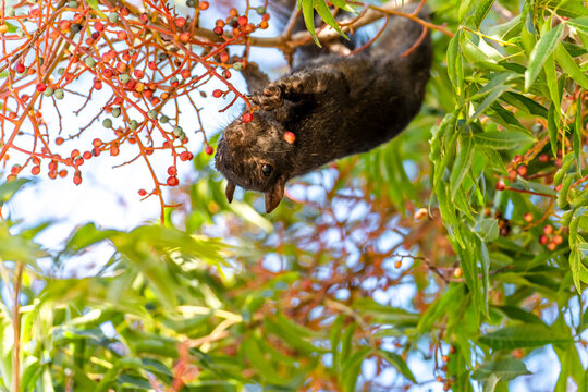 Black squirrel sits on a tree and eats a red berry. Melanistic fox squirrel (Sciurus niger) 