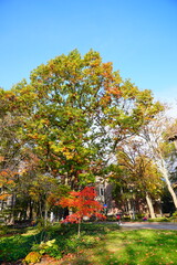 University of Pennsylvania Fall colorful foliage autumn landscape