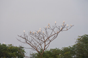 Several egrets were perched on a tree.