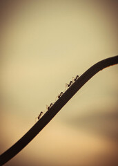 Ants are marching across a frayed cable.