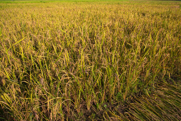 Top view grain rice field agriculture landscape