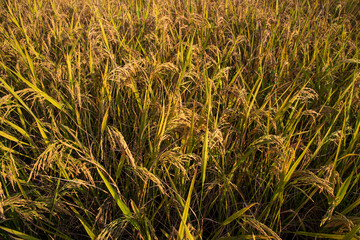 Top view grain rice field agriculture landscape