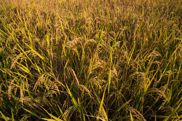 Top view grain rice field agriculture landscape