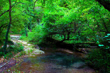 Mysterious scenery in Sarnano near Pozze dell'Acquasanta with a splendid shimmering aquamarine pool of water and energizing shadowy trunks with rich green foliage above, bathed in suffused sunlight
