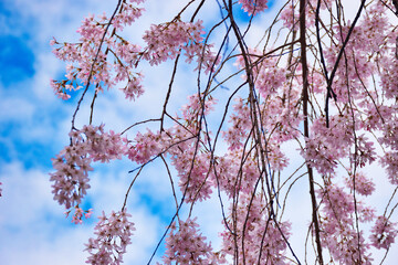 京都　水火天満宮　青空に映える美しい枝垂れ桜　コピースペースあり（日本京都府京都市）Kyoto Suika Tenmangu Shrine Beautiful weeping cherry blossoms that shine against the blue sky Copy space available (Kyoto City, Kyoto Prefecture, Japan)