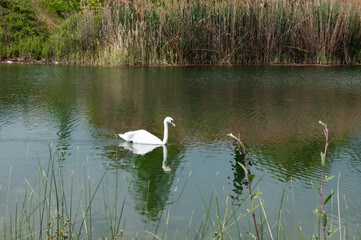 A white swan in the lake of Paralimnio, Arta, Epirus, Greece