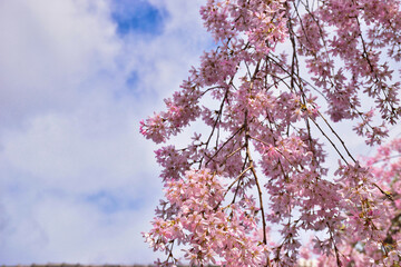 京都　水火天満宮　青空に映える美しい枝垂れ桜　コピースペースあり（日本京都府京都市）Kyoto Suika Tenmangu Shrine Beautiful weeping cherry blossoms that shine against the blue sky Copy space available (Kyoto City, Kyoto Prefecture, Japan)