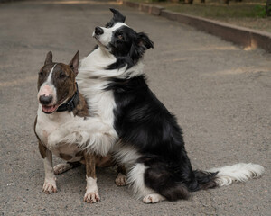 Black and white border collie hugging a brindle bull terrier on a walk. 