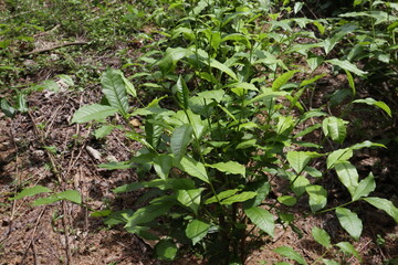 View of a Tea plant with the growing tea twigs with fresh leaves