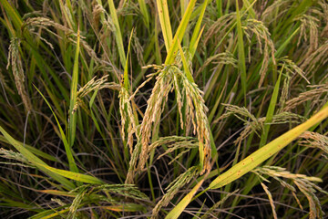 Top view grain rice field agriculture landscape