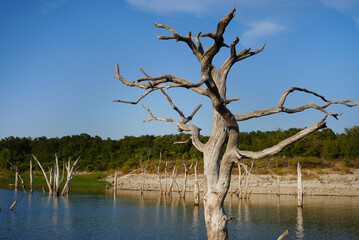 tree on the lake
