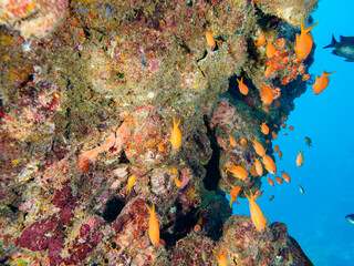 ヒリゾ浜のドロップオフの美しいキンギョハナダイ（ハナダイ亜科）、キホシスズメダイ（スズメダイ科）、アカハタ（ハタ科）他の群れ。

静岡県伊豆半島賀茂郡南伊豆町中木から渡し船で渡るヒリゾ浜にて。
2023年10月28日水中撮影。

A school of the Beautiful Sea Goldie and Northern yellow-spotted chromis and Blacktip