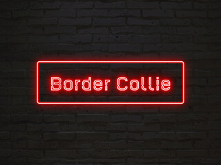 Border Collie のネオン文字