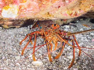 ヒリゾ浜の水中洞窟にいる美しいイセエビ（イセエビ科）。

静岡県伊豆半島賀茂郡南伊豆町中木から渡し船で渡るヒリゾ浜にて。
2023年10月29日水中撮影。

The Beautiful Japanese Spiny Lobster in underwater cave.

HIRIZO Beach, Nakagi, South IZU, Kamo-gun, Izu Peninsula, Shizu
