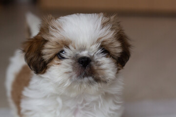 Cute Shitzu puppy looking at the camera. Close-up. Selective focus. Copyspace