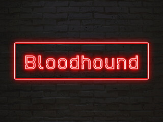 Bloodhound のネオン文字 - obrazy, fototapety, plakaty