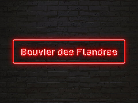 Bouvier des Flandres のネオン文字