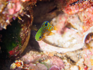美しいルリホシスズメダイ（スズメダイ科）の幼魚。

静岡県伊豆半島賀茂郡南伊豆町中木から渡し船で渡るヒリゾ浜にて。
2023年10月28日水中撮影。

The Beautiful Jewel Damsel juvenile. 

HIRIZO Beach, Nakagi, South IZU, Kamo-gun, Izu Peninsula, Shizuoka, Japan,
Photo Take