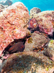 ヒリゾ浜の交尾中の美しいワモンダコ（マダコ科）。

静岡県伊豆半島賀茂郡南伊豆町中木から渡し船で渡るヒリゾ浜にて。
2023年10月29日水中撮影。

A mating the beautiful Big blue octopus.

HIRIZO Beach, Nakagi, South IZU, Kamo-gun, Izu Peninsula, Shizuoka, Japan,
Photo T