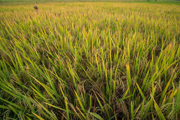 Top view grain rice field agriculture landscape