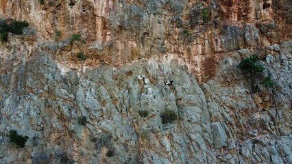 Extreme mountain goat roaming on cliff side, aerial view
