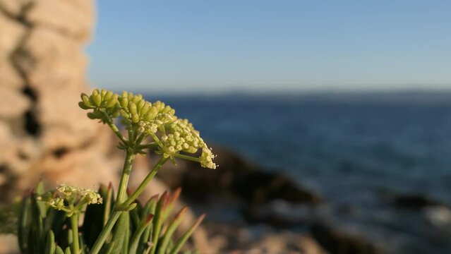 Green wildflower close up on rocky shore, detail by the sea, Mediterranean