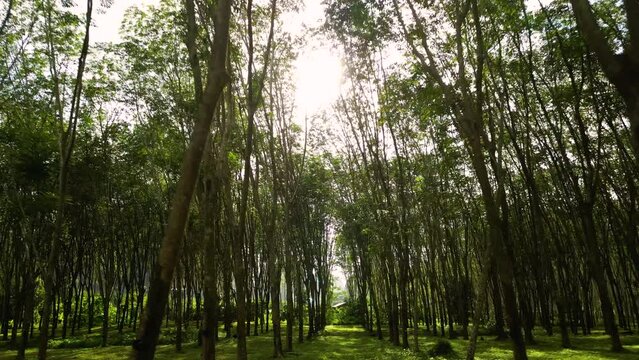 Pov forward walk between rubber tree forest against sun rays at sky, Thailand
