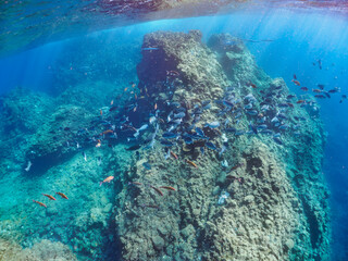 ヒリゾ浜の美しいメジナ（イスズミ科）、ホウライヒメジ（ヒメジ科）の群れ他。

静岡県伊豆半島賀茂郡南伊豆町中木から渡し船で渡るヒリゾ浜にて。
2023年10月29日水中撮影。

A school of the Beautiful Largescale Blackfish and Whitesaddle goatfish and others. 

HIRIZO Beach, Nakagi, Sou