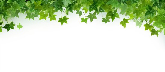 Obraz premium An abstract summer pattern of green leaves and trees creates a vibrant texture forming a beautiful frame against a white background perfect as a wallpaper for your garden or nature inspired