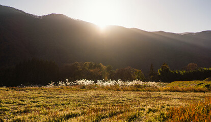 ススキと山の黄金色の秋景色／秋の田舎
