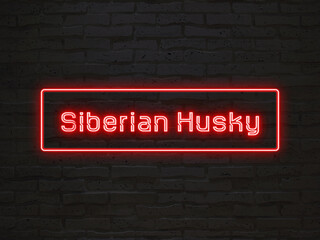 Siberian Husky のネオン文字