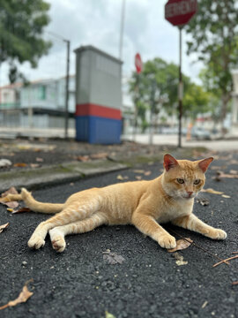 cat on the street