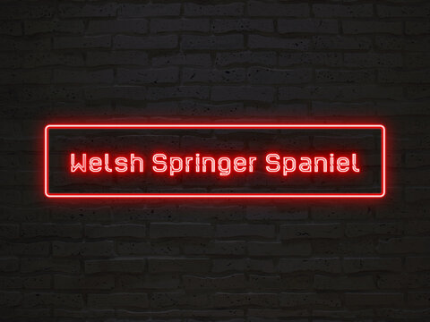 Welsh Springer Spaniel のネオン文字