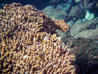 ヒリゾ浜の美しいエンタクミドリイシ（テーブルサンゴ）と可愛いセダカギンポ（イソギンポ科）とホシゴンベ（ゴンベ科）の幼魚。

静岡県伊豆半島賀茂郡南伊豆町中木から渡し船で渡るヒリゾ浜にて。
2023年10月28日水中撮影。

A Cute Leopard blenny and Blackside hawkfish juveniles in Beautiful Table coral.

HIRIZO