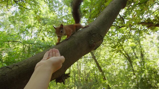 Woman feed the red squirell on the tree in forest close-up. Small squirell eating nuts in beautiful green park