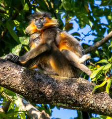A mother child pair of Capped langurs in a beautiful portrait mode with mother clutching its child