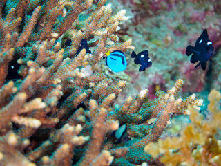 ヒリゾ浜の美しいエンタクミドリイシ（テーブルサンゴ）と可愛いナンヨウハギ（ニザダイ科）フタスジリュウキュウスズメダイ、ミツボシクロスズメダイ（スズメダイ科）の幼魚他。

静岡県伊豆半島賀茂郡南伊豆町中木から渡し船で渡るヒリゾ浜にて。
2023年10月28日水中撮影。

A Cute Palette surgeonfish and Reticulated Dascyllus and Threespo