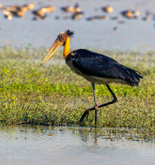 Lesser Adjutant stork in its natural habitat shot in wild scape mode