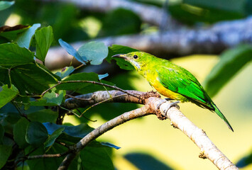 Orange bellied Leaf Bird perched on a branch in clear sunlight