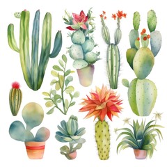 Watercolor cactus illustration. Hand drawn desert plants on white background. Flowering cacti set