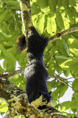 A Malayan Giant Squirrel in its natural habitat and staring directly at the shooter