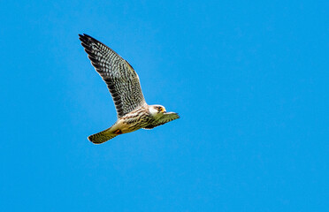 Amur Falcon in flight against a clear and beautiful background