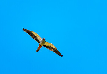 Amur falcon juvenile in flight against a clear and beautiful background