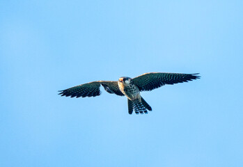 Amur falcon in flight with a damaged wing