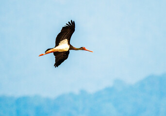 Black stork in flight against a clear beautiful background