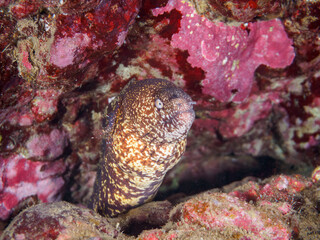 ヒリゾ浜の水中洞窟でクリアクリーナーシュリンプ（テッポウエビ科）のクリーニングを受ける美しいウツボ（ウツボ科）。

静岡県伊豆半島賀茂郡南伊豆町中木から渡し船で渡るヒリゾ浜にて。
2023年10月28日水中撮影。

A beautiful Brtal Moray being cleaned by a Clear Cleaner Shrimp.

HIRIZO Beach, Nakagi, Sout