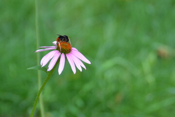 Bumblebee on a flower close-up. Tranquil scene on a flower meadow.
