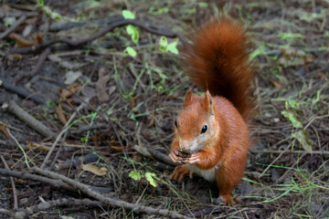 Naklejka na ściany i meble a red squirrel in a clearing takes a nut from a hand.