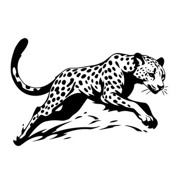 Cheetah Running