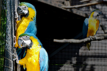 Obraz premium Blue-and-yellow macaw isolated on black. Ara ararauna